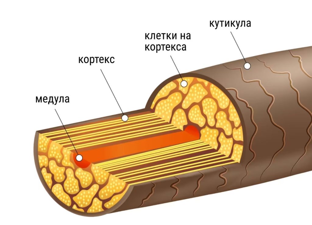 структура на косъма